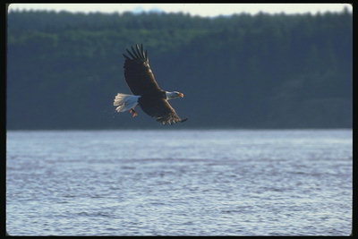 Lato. Bald Eagle leci na tle jeziora.