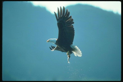 Лято. Плешив орел лети на фона на планината с риба в своята нокти