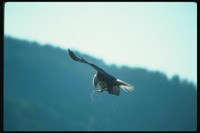 Лето. Белоголовый орлан летит с рыбой
