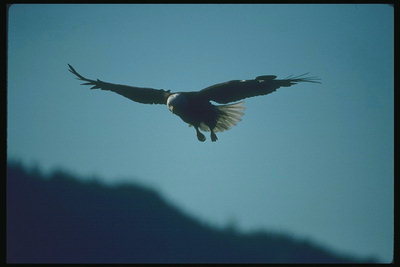 Musim panas. Bald eagle dalam penerbangan, pencarian dari pertambangan