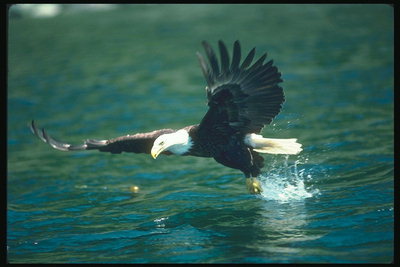Mùa hè. Bald eagle flies đủ cá trong nước