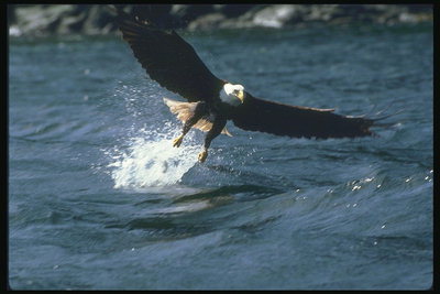 Sommar. Bald Eagle saknas offer i vattnet, dåligt