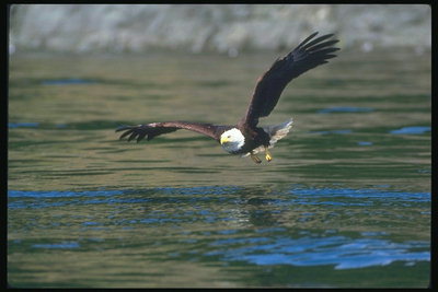 Zomer. Bald Eagle vliegt tegen een achtergrond van water