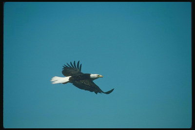 Summer. Bald eagle flies against a background of sky