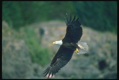 Summer. Bald eagle flies against a background of forested mountains