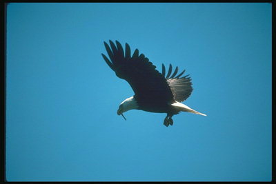 Verán Bald águia voa contra o Pano de fondo do ceo, no seu bico extracción