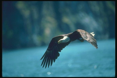 Verão. Bald águia voa contra o pano de fundo do lago, em busca de alimento