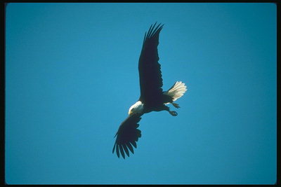 Summer. Bald eagle soaring in the sky