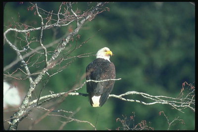 Mùa hè. Bald eagle ngồi trên một chi nhánh