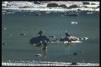 Лето. Белоголовые орланы сидят на камнях среди воды