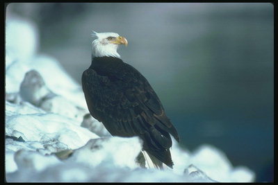 Zima. Bald Eagle siedzi w śniegu, na tle jeziora