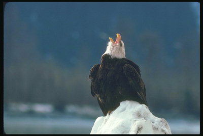 Invierno. Águila de cabeza blanca sentado en un montón de nieve, el matrimonio canción