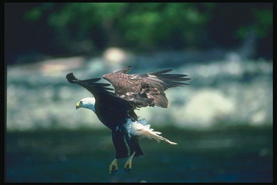 Musim panas. Bald eagle melonjak diatas air