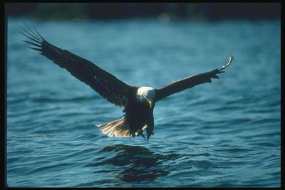 夏。 白頭ワシの魚を求めて、湖を背景に飛ぶ