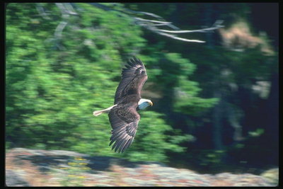 Verán Bald águia voa contra o Pano de fondo de montañas verdes