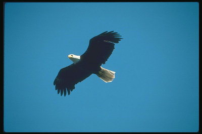 Verán Bald águia voa contra un Pano de fondo do ceo