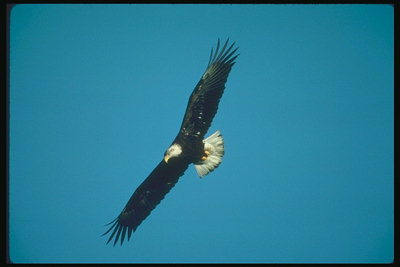 Verán Bald águia voa contra o Pano de fondo o ceo en busca de mineração