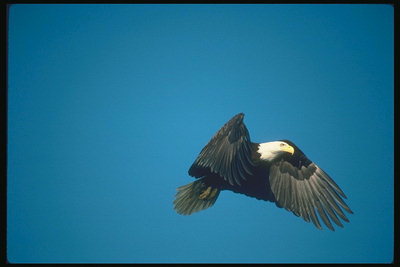 Musim panas. Bald eagle flies terhadap latar belakang dari langit