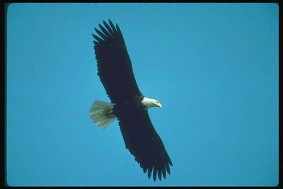 Summer. Bald eagle flies against the backdrop of the sky in search of mining
