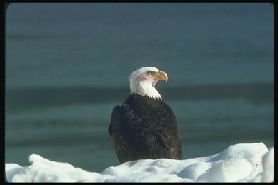 Musim semi. Bald eagle duduk di salju