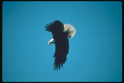 Spring. Bald eagle flies against the backdrop of the sky in search of food