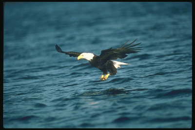 Mola. Bald águia voa contra o Pano de fondo do lago