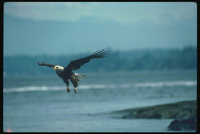 Mola. Bald águia voa contra o pano de fundo do lago