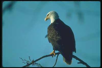 Mùa xuân. Bald eagle ngồi trong một cây