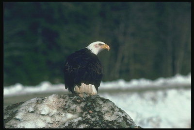 Primăvară. Bald Eagle stand pe o piatra