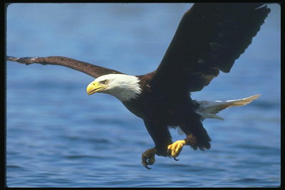 Sommar. Bald Eagle flyger mot bakgrund av en sjö, redo att anfalla