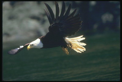 Sommer. Bald Eagle flyver på baggrund af en kyst