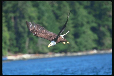 Musim panas. Bald eagle diving