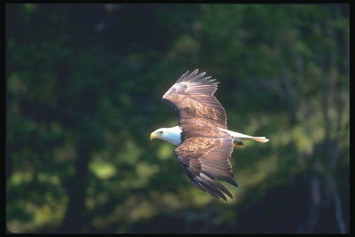 Vår. Bald Eagle flyger mot bakgrund av gröna berg