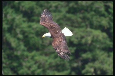 Forår. Bald Eagle flyver på baggrund af grønne bjerge