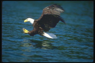 Spring. Bald eagle attacking prey in the water