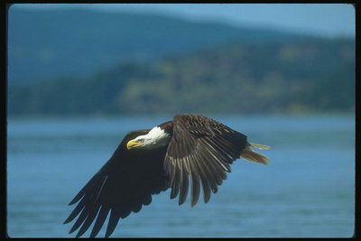 Primavera. Águila calva, salvatge, volant contra el teló de fons del llac