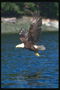 Vară. Bald Eagle zboară peste lac