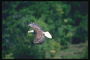 Sommer. Bald Eagle flyr mot bakteppet av skogen