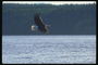 Verão. Bald águia voa contra o pano de fundo do lago.