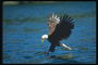 Sommar. Bald Eagle attackerar en fisk i sjön.