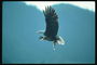 Verão. Bald águia voa contra o pano de fundo de montanhas com um peixe nas suas garras