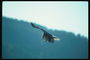 Suvi. Bald eagle lendab koos kala