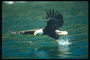 Vară. Bald Eagle zboară destul de peşte în apă