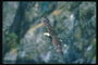 Yaz. Kel kartal kayalar bir arka planı üzerinde uçar