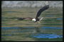 Verão. Bald águia voa contra um fundo de água