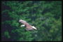 Mùa hè. Bald eagle flies against the backdrop của rừng