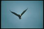 Mùa hè. Bald eagle flies chống lại một nền tảng của sky