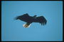 Mùa hè. Bald eagle trên nền của bầu trời