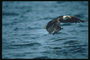 Mùa hè. Bald eagle flies against the backdrop của các hồ