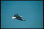 Yaz. Kel kartal gökyüzünde bir arka planı üzerinde uçar